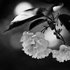 春色スケッチ ⑥ ～モノクロ八重桜～
