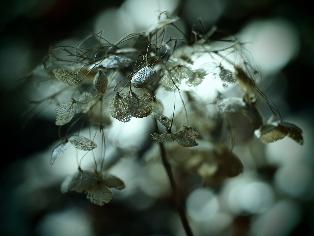 静かな崩壊  ～枯れ紫陽花～