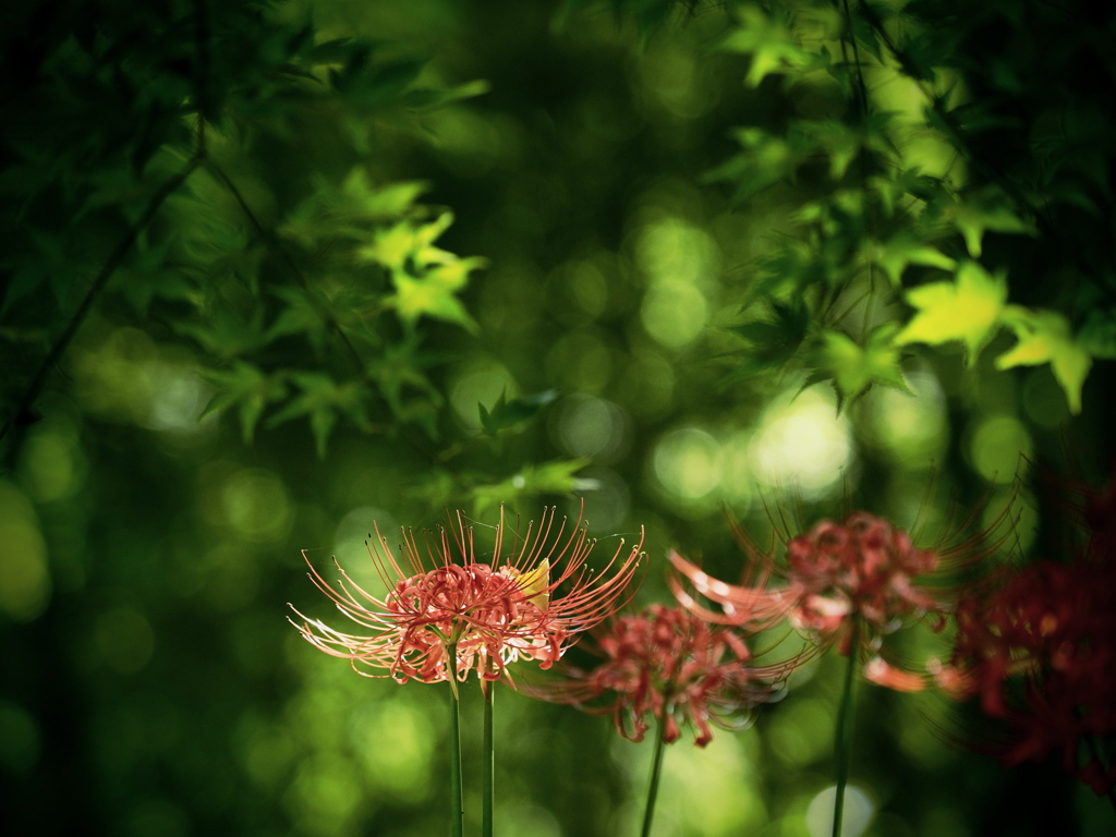 木漏れ陽の森