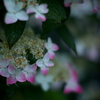 Fleeting colored flowers