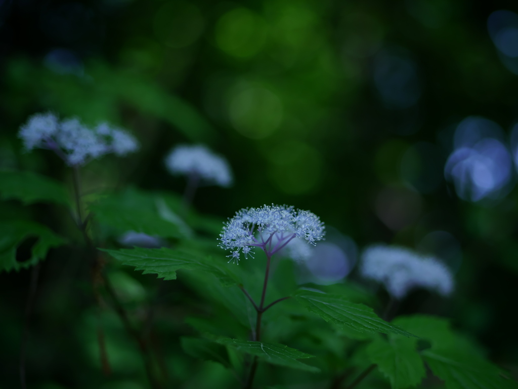 小紫陽花の森