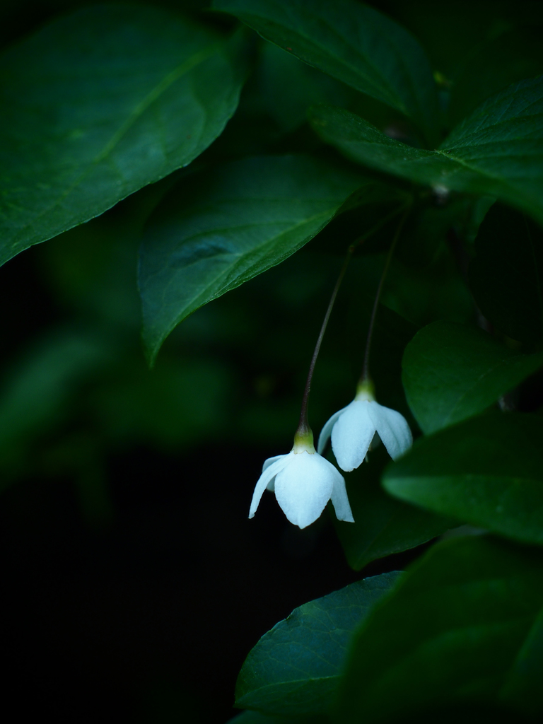 葉陰の花