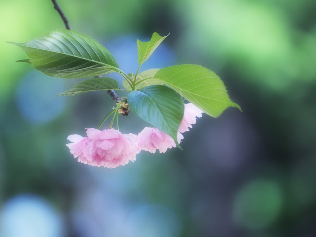 夢色八重桜～其の弐