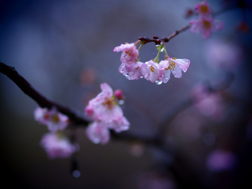 秋の桜 雨に濡れて By ダゲレ男タイプ Id 写真共有サイト Photohito