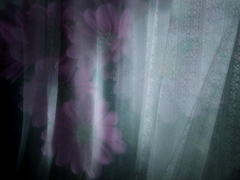カーテン越しの花