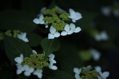 Pure White　山紫陽花