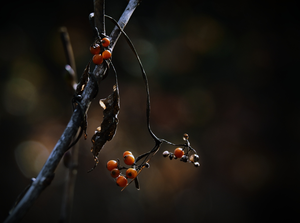 Winter Light