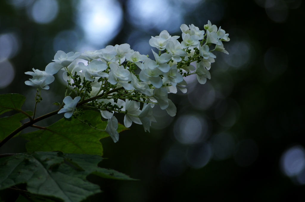 零れる光球 ～柏葉紫陽花～