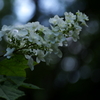零れる光球 ～柏葉紫陽花～