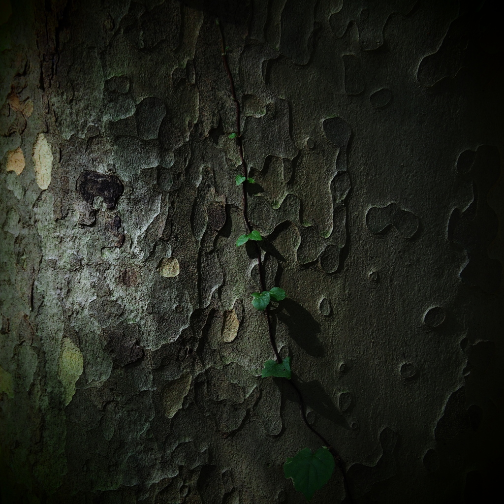 プラタナスとちっぽけな緑