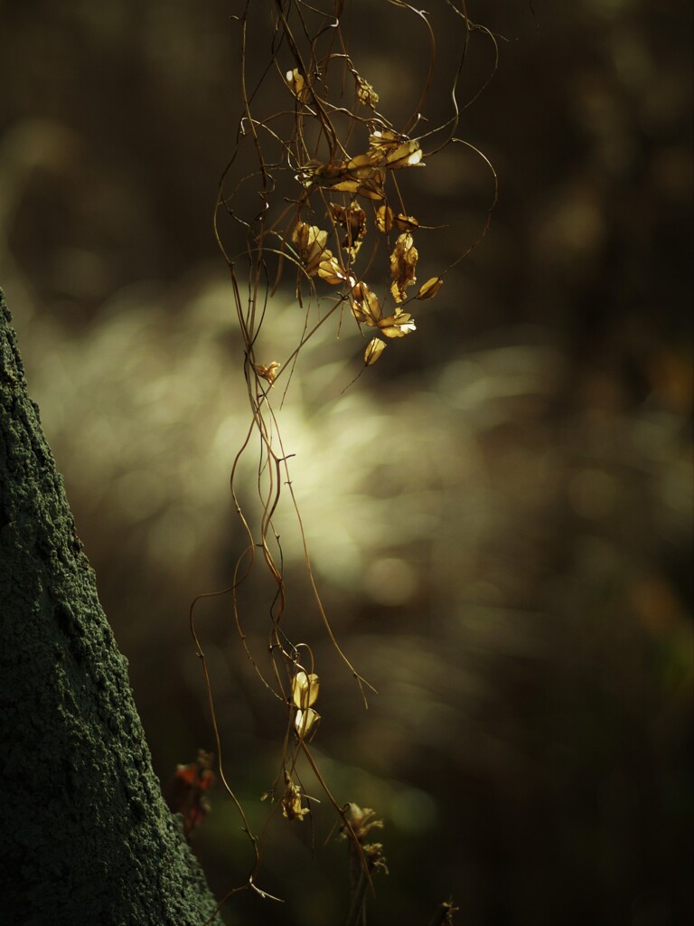 angel hair