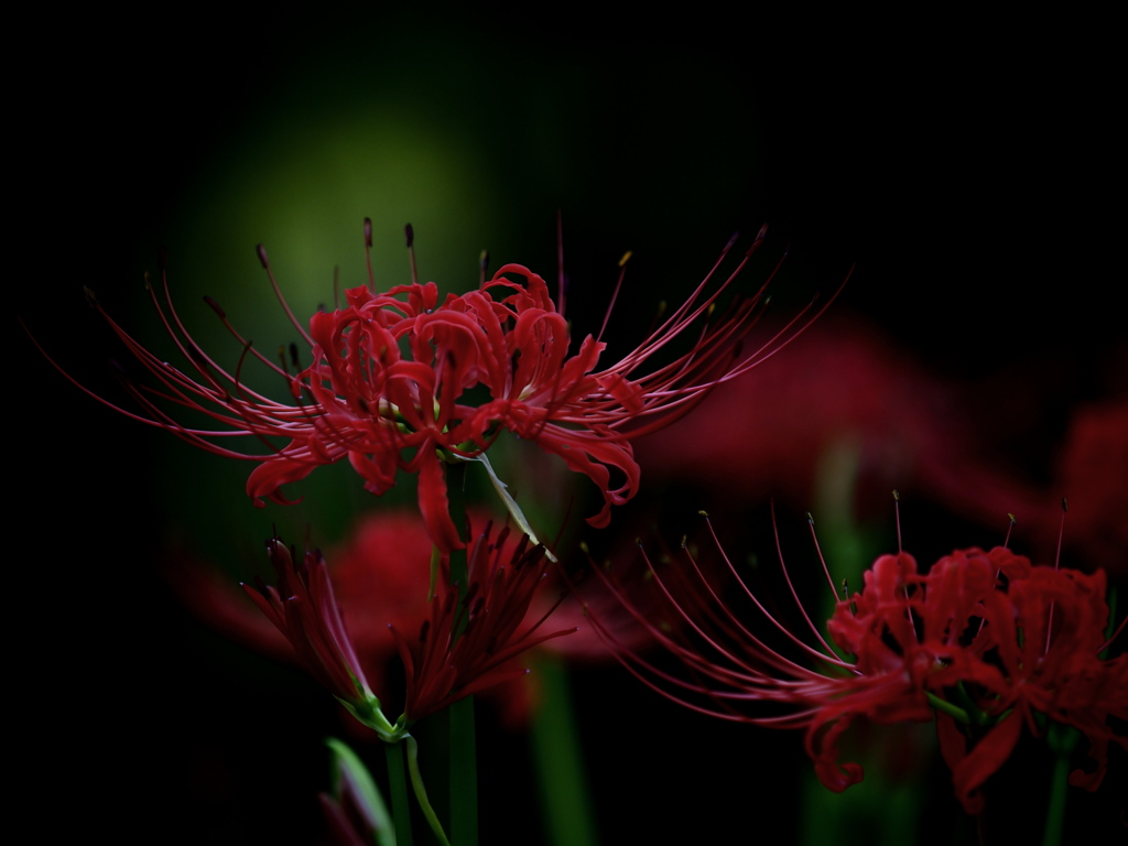 エロスの囁き ～曼殊沙華～