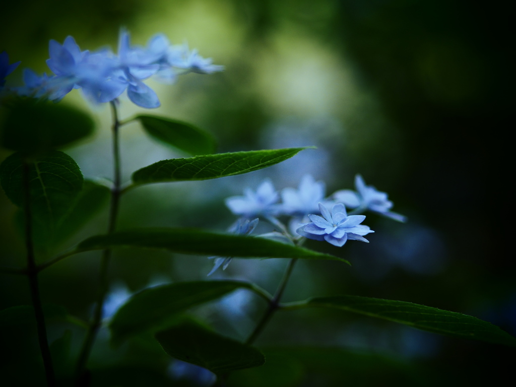 密やかな森に。。。～七段花～