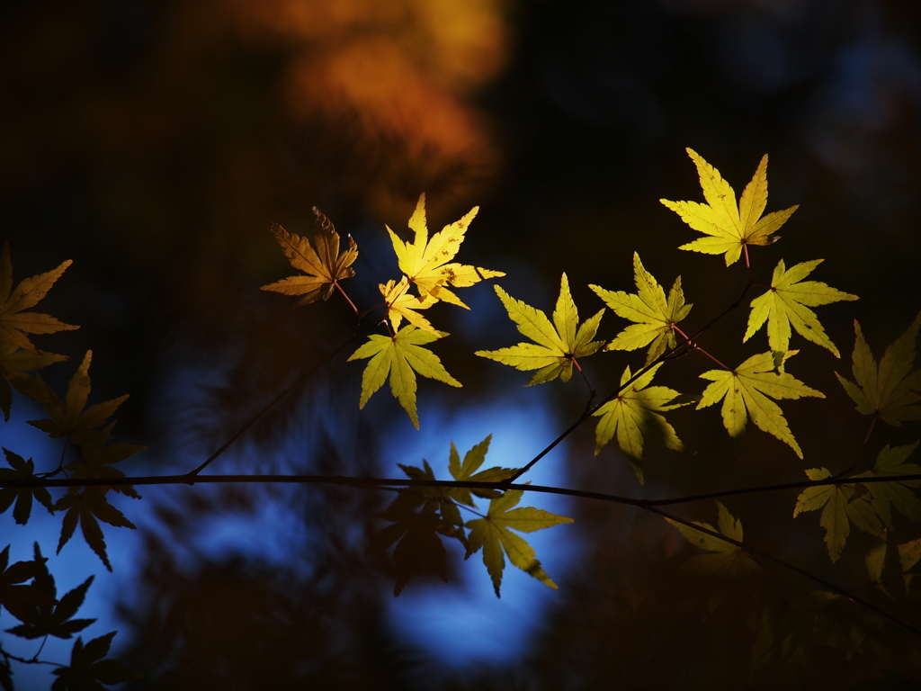 étoile jaune ②