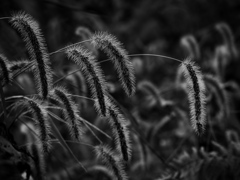 monochrome 草叢にも秋来たりぬ 