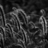 monochrome 草叢にも秋来たりぬ 