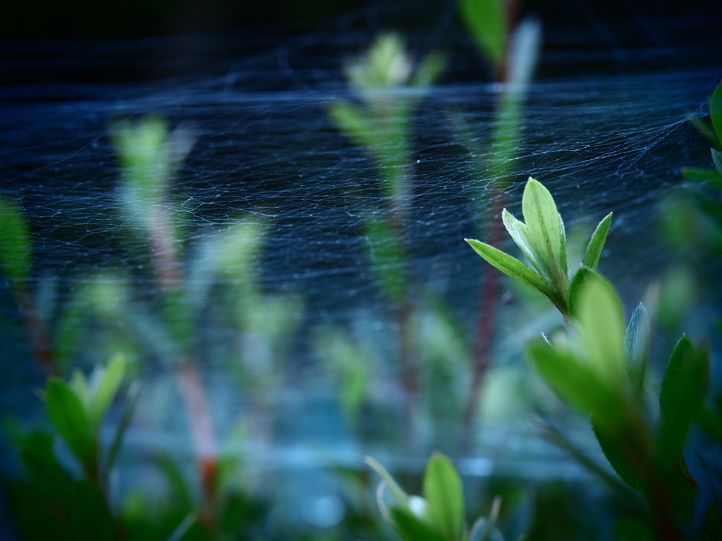 危険なヴェール -spider web-