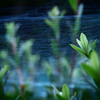 危険なヴェール -spider web-