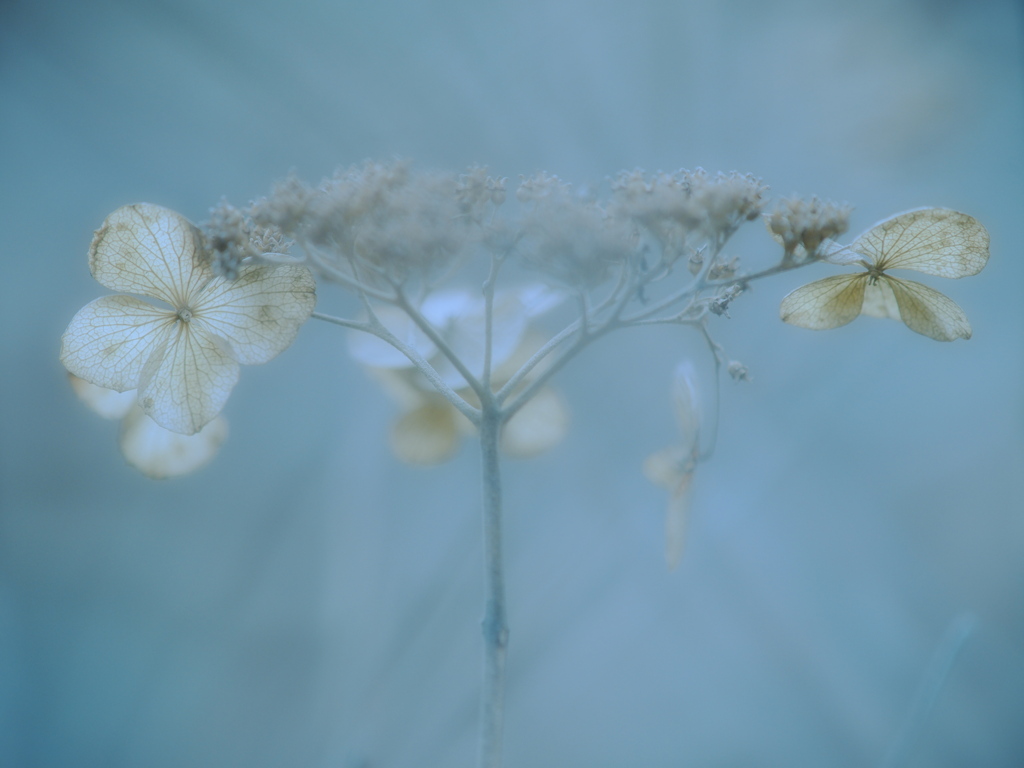 淡き夢見し　～枯れ紫陽花～