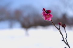 雪と紅梅・・・「はじめてレンズ」