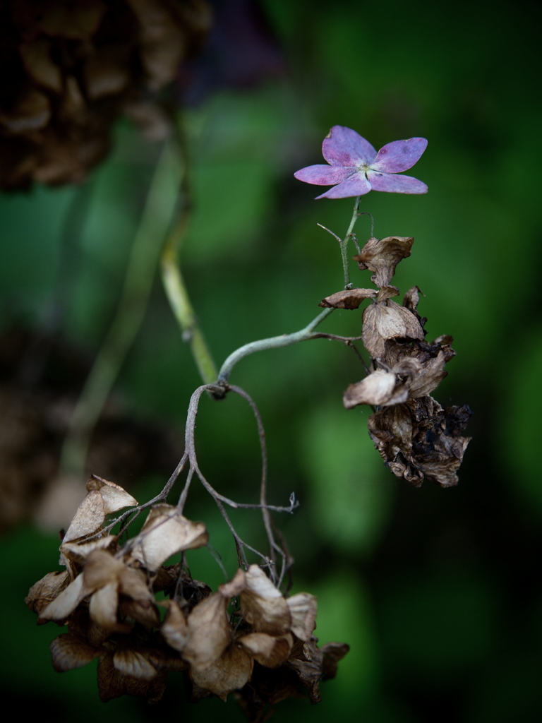 残花 ～枯れ紫陽花～