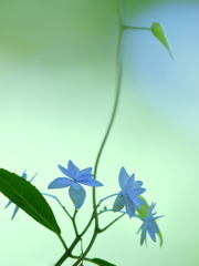 七段花  ～紫陽花～