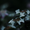 Rainy afternoon (second)