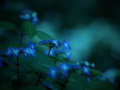 Silent_blue