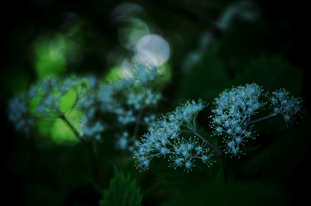 Fairy's forest  ～コアジサイ～ ②