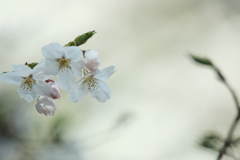 White Lady