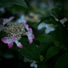Rainy afternoon (third)