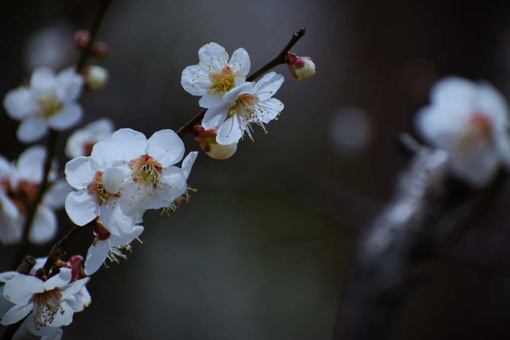 春告草 はるつげぐさ ②　～白梅～