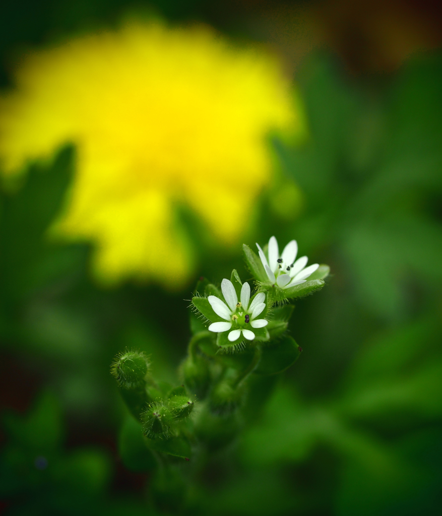 小さな花探し  其の一