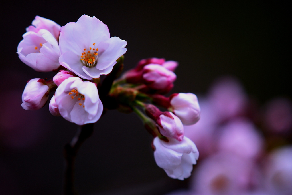 艶　－Cherry blossom－