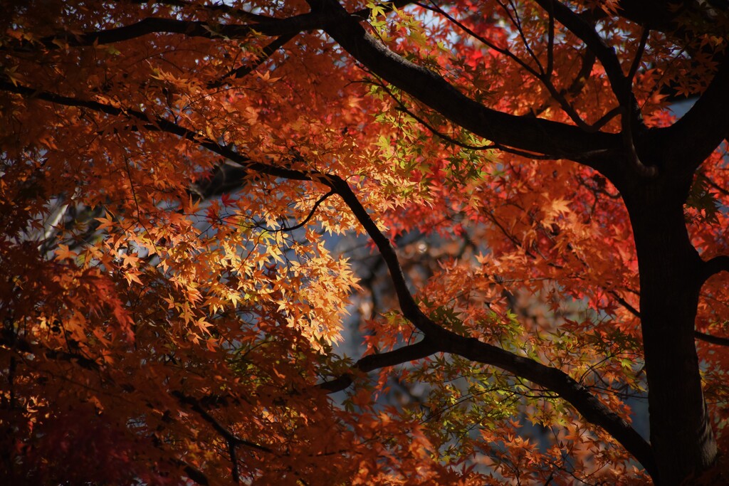 紅葉日和