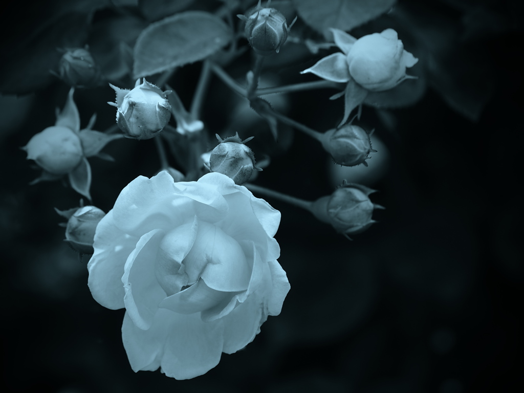 モノトーンの記憶 - 過ぎし日の薔薇 -  ⑧