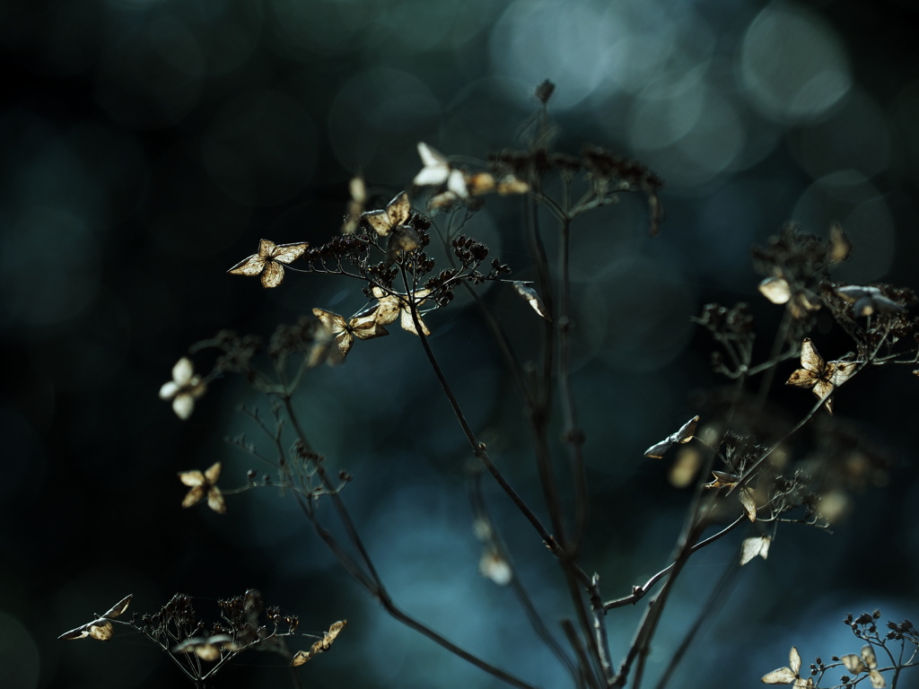 花の記憶 ～枯れ紫陽花～ 其の四