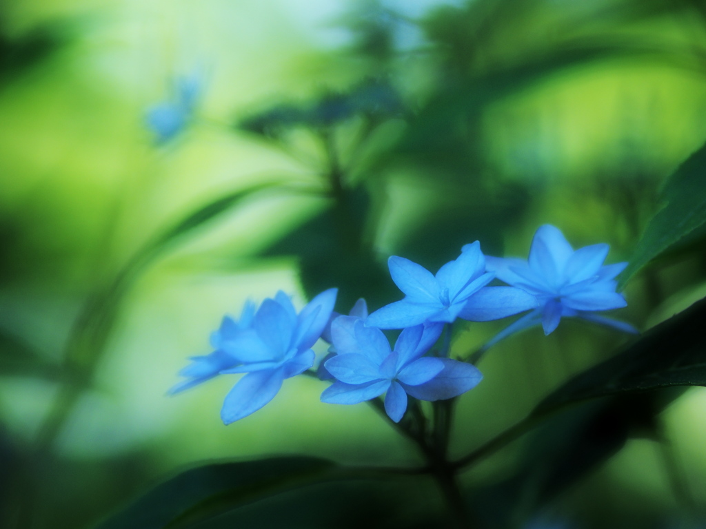 水色七段花