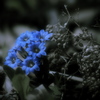 蒼の花 ～筆竜胆～