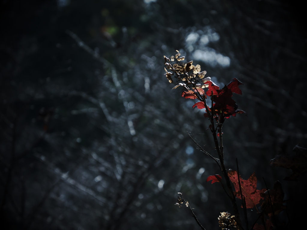 幻界 ②
