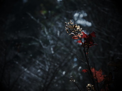 幻界 ②