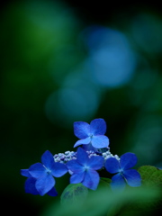 étoile bleue 青い星