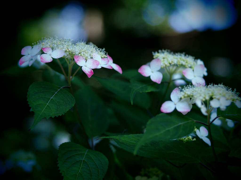 色付く山紫陽花