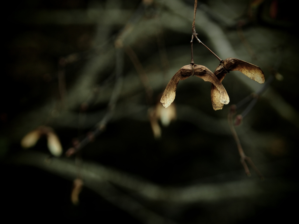 黄昏のＳｅｅｄ