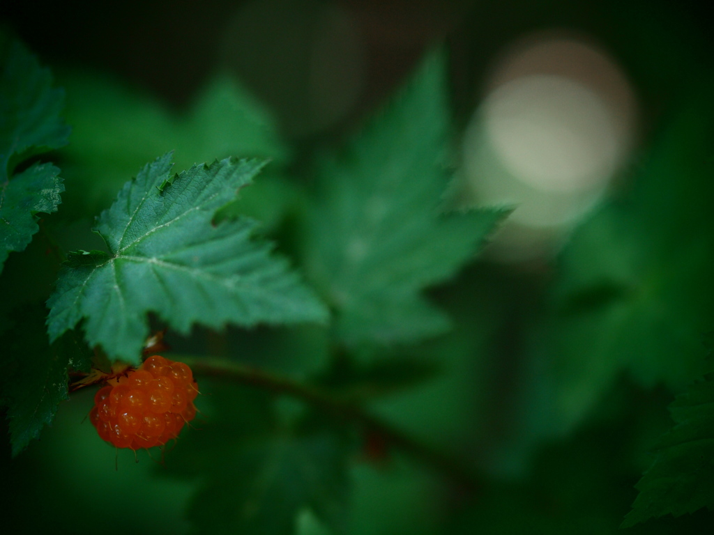 She is lonely　～木苺～