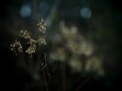 冬の枯花