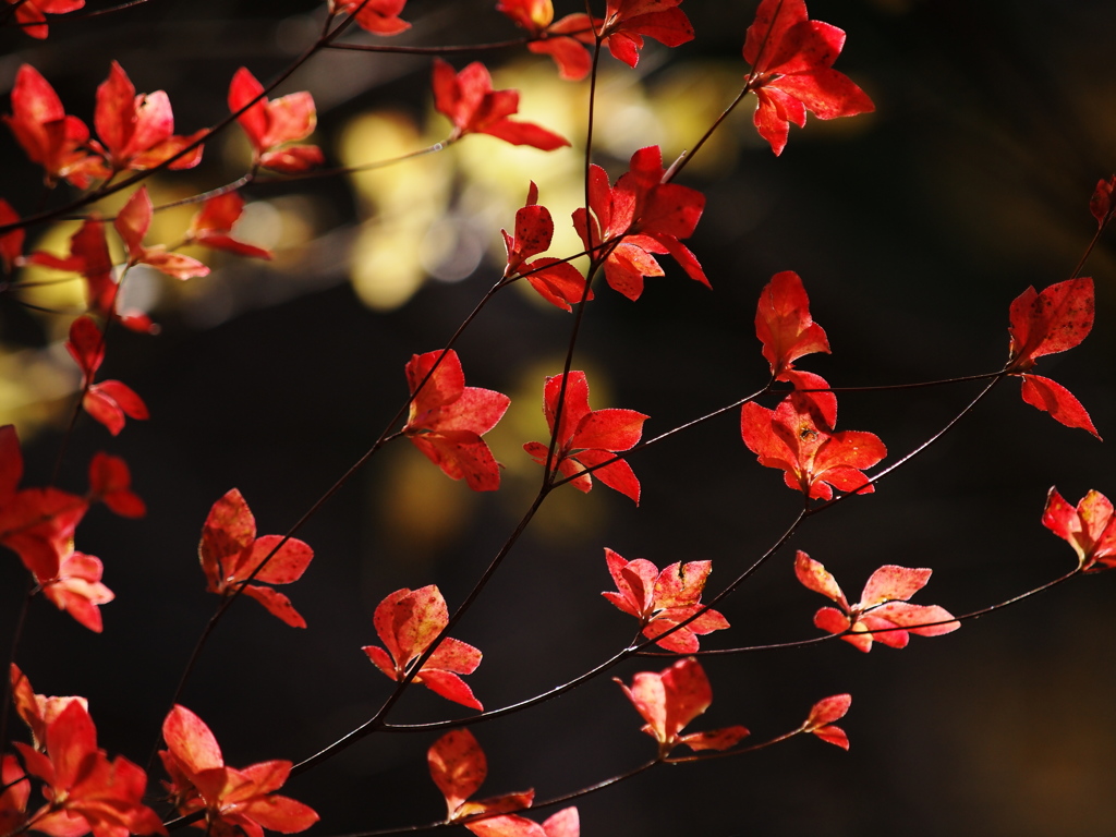 紅の乱舞