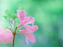 清し花  ～躑躅 つつじ～