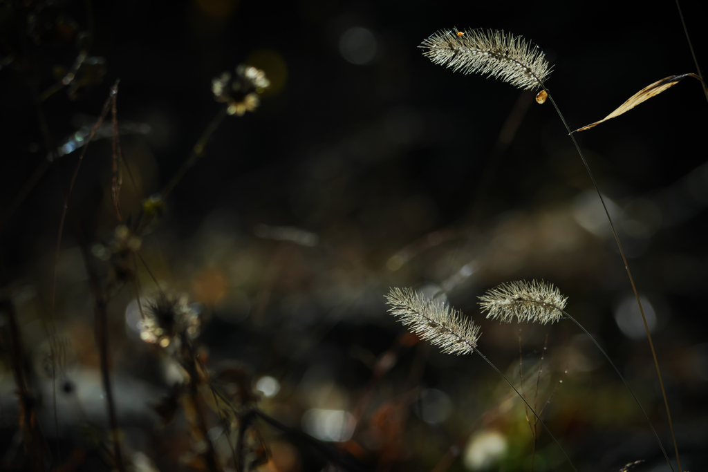 冬の陽に光る ～狗尾草～