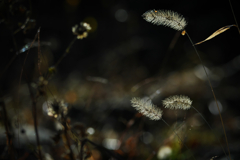 冬の陽に光る ～狗尾草～